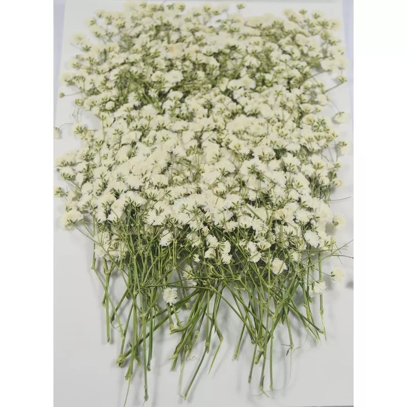 100 pcs Real Pressed Dried Mini White Gypsophila Baby’s Breath Flowers for Wedding Invitation Resin DIY Art Floral Decors